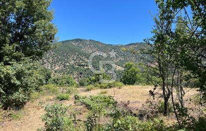 Aydın Kuyucak Taşoluk Mah. 8.500 M² Satılık Tarla