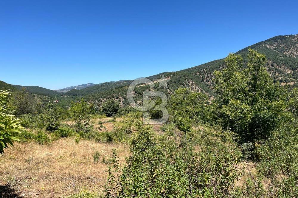Aydın Kuyucak Taşoluk Mah. 8.500 M² Satılık Tarla