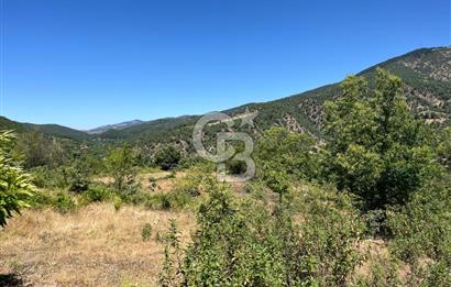 Aydın Kuyucak Taşoluk Mah. 8.500 M² Satılık Tarla