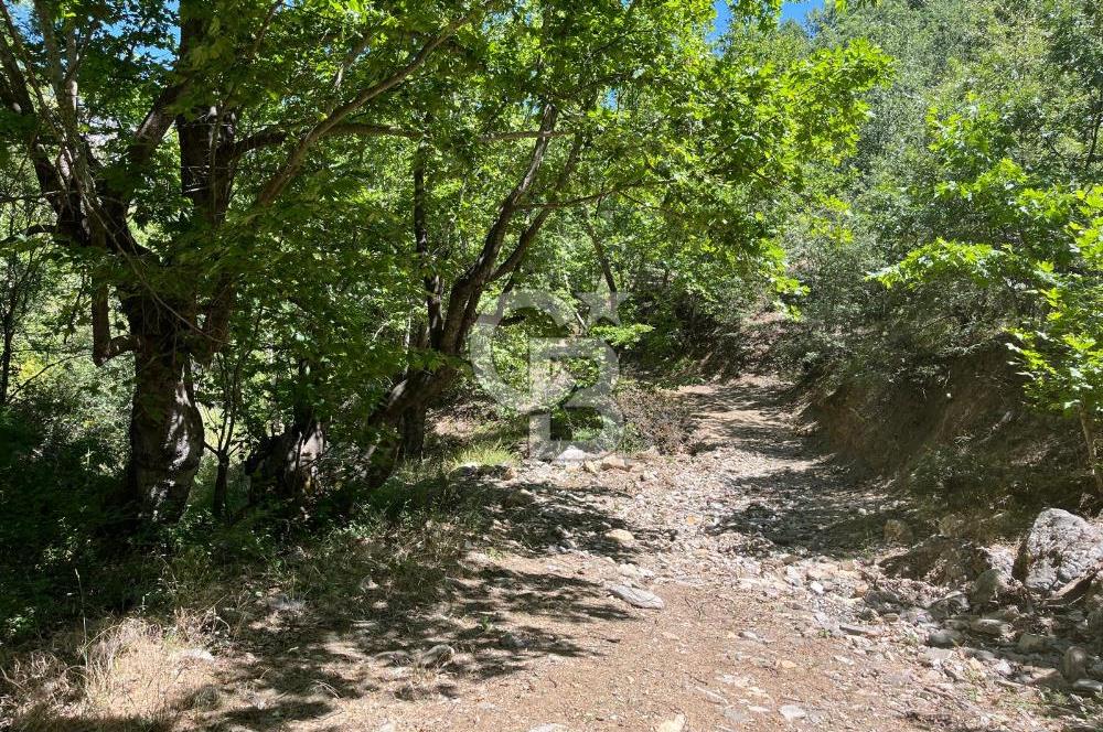 Aydın Kuyucak Taşoluk Mah. 8.500 M² Satılık Tarla
