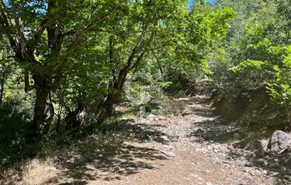 Aydın Kuyucak Taşoluk Mah. 8.500 M² Satılık Tarla