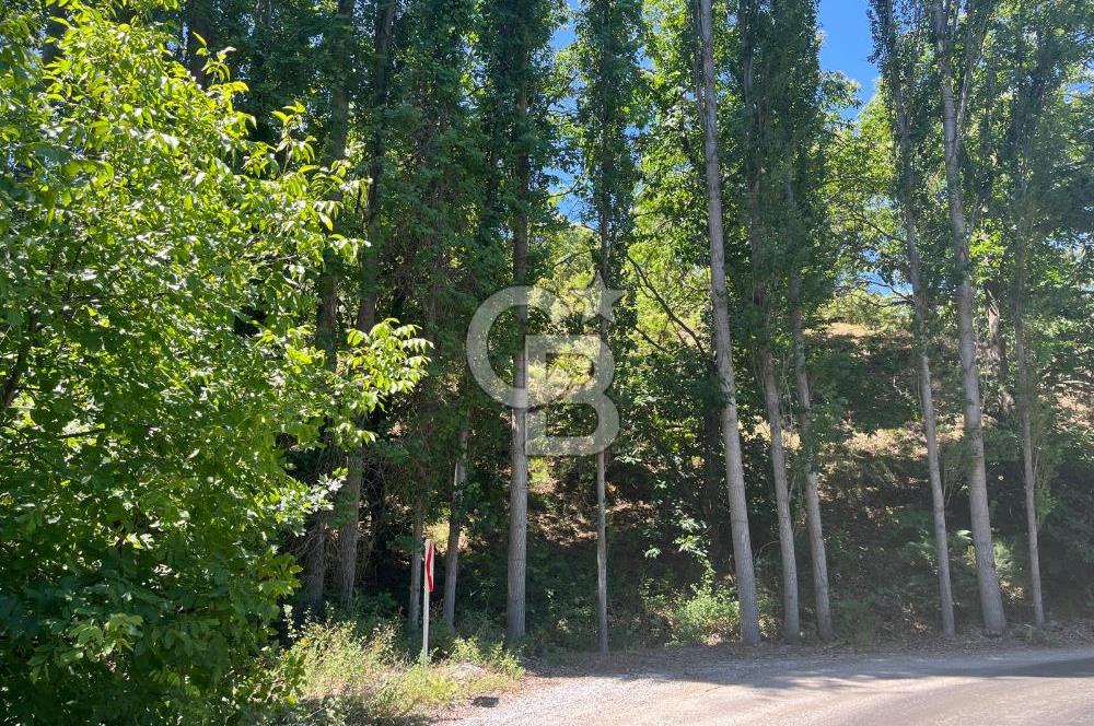 Aydın Kuyucak Taşoluk Mah. 8.500 M² Satılık Tarla