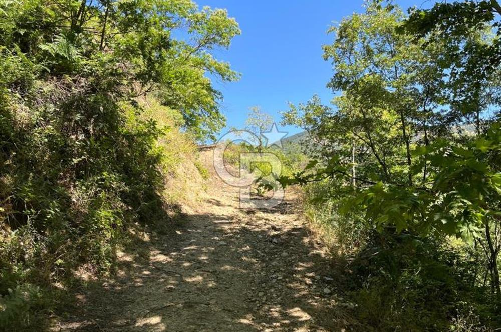 Aydın Kuyucak Taşoluk Mah. 8.500 M² Satılık Tarla