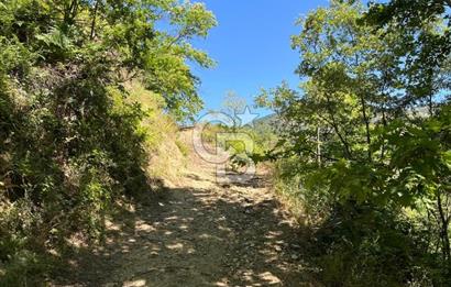 Aydın Kuyucak Taşoluk Mah. 8.500 M² Satılık Tarla
