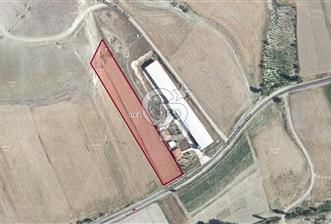 BEYPAZARI AKÇAKAVAK KÜMEEVLER YOLU ÜZERİ SATILIK TARLA 5.650 M2