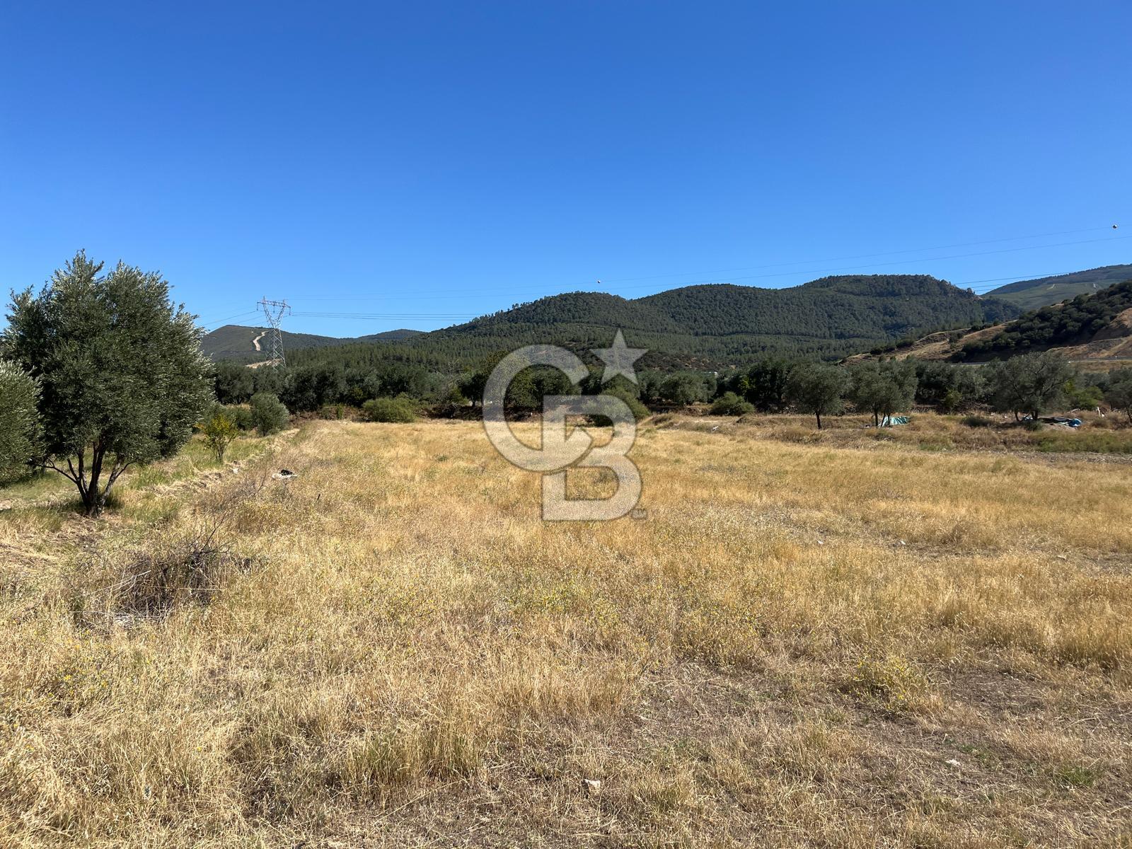 Sarayköy Kabaağaç Mah. 2.600 M² Satılık Tarla