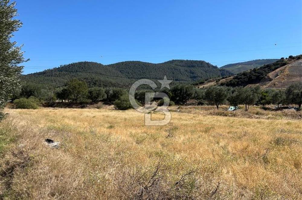 Sarayköy Kabaağaç Mah. 2.600 M² Satılık Tarla