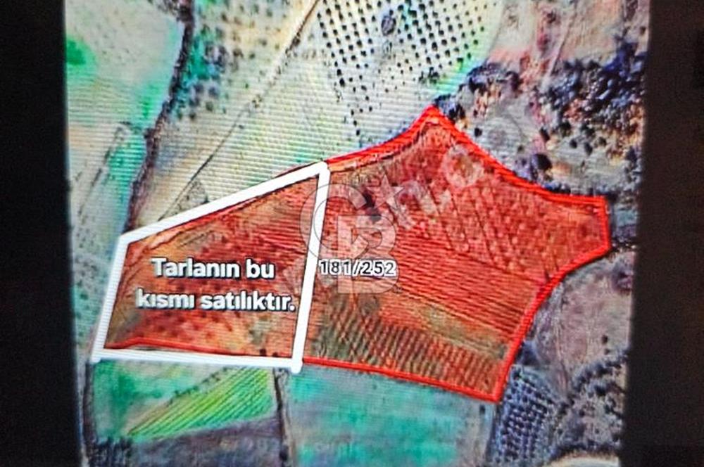CB AMBIANCE'DAN KAZANÇ GETİRİLİ 10 DÖNÜM SEÇKÖYDE SATILIK TARLA