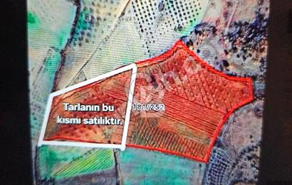 CB AMBIANCE'DAN KAZANÇ GETİRİLİ 10 DÖNÜM SEÇKÖYDE SATILIK TARLA