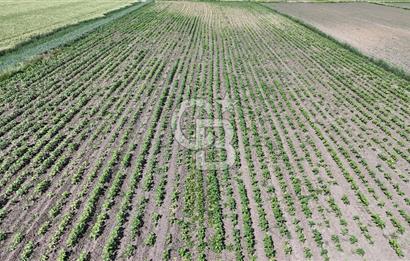 Ergene’de 10200m2 Satılık Tarla