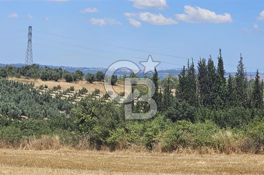 Altınova Kaytazdere Beldesinde Satılık 7561 m2 Tarla!
