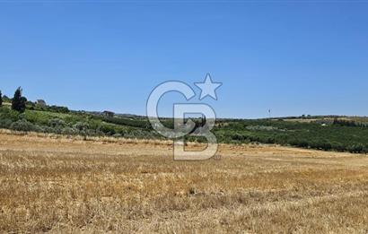 Altınova Kaytazdere Beldesinde Satılık 7561 m2 Tarla!