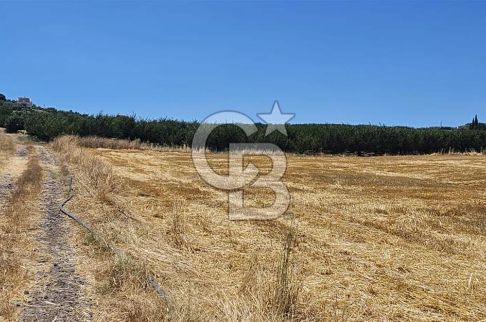 Altınova Kaytazdere Beldesinde Satılık 7561 m2 Tarla!