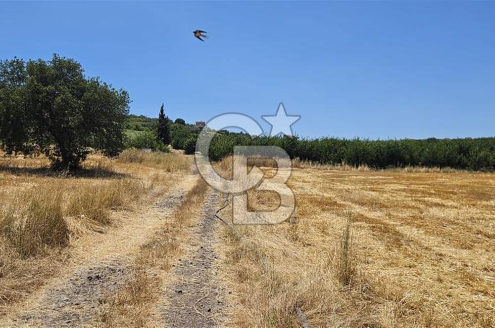 Altınova Kaytazdere Beldesinde Satılık 7561 m2 Tarla!