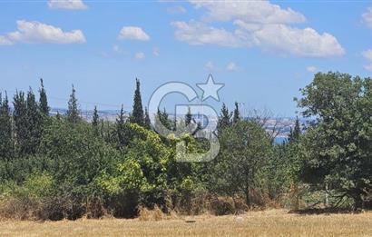 Altınova Kaytazdere Beldesinde Satılık 7561 m2 Tarla!