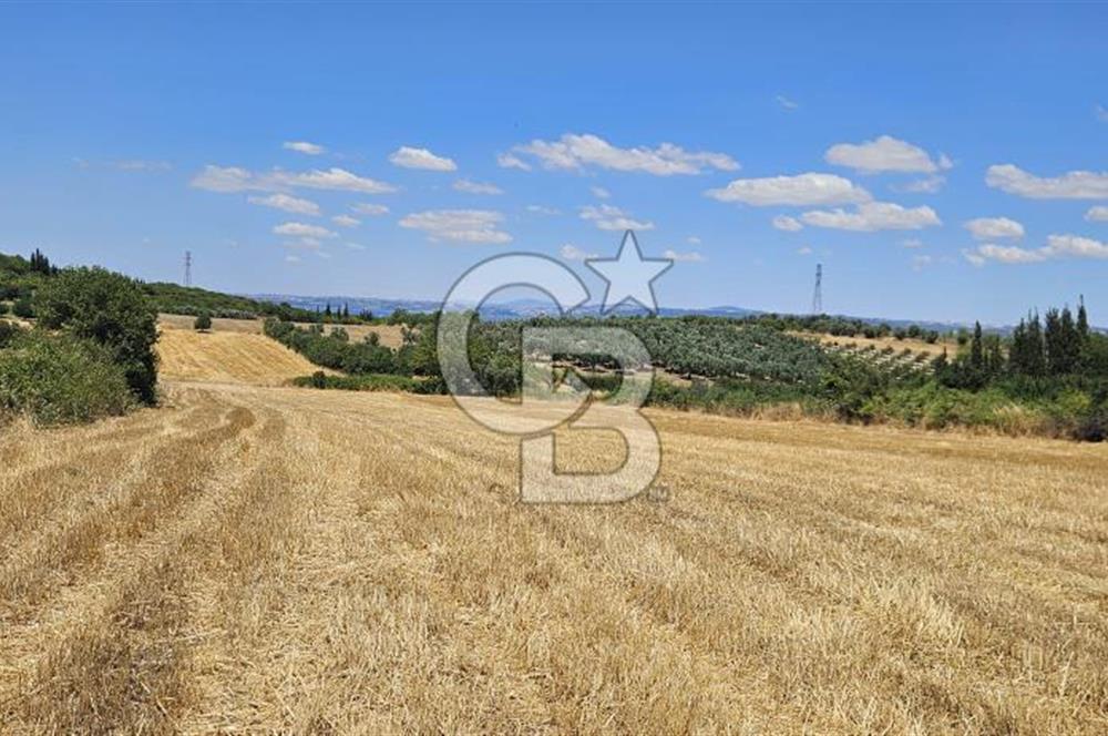 Altınova Kaytazdere Beldesinde Satılık 7561 m2 Tarla!