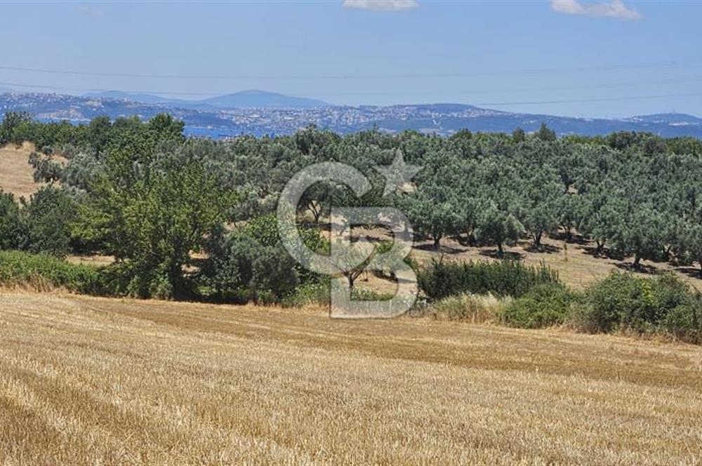Altınova Kaytazdere Beldesinde Satılık 7561 m2 Tarla!