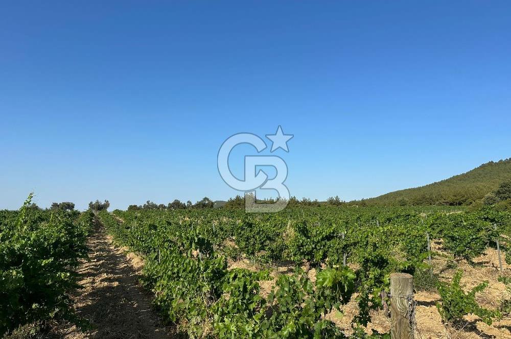 ÇANAKKALE ECEABAT İSMETPAŞA'DA 26 DÖNÜM SATILIK ÜZÜM BAĞI
