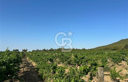 ÇANAKKALE ECEABAT İSMETPAŞA'DA 26 DÖNÜM SATILIK ÜZÜM BAĞI