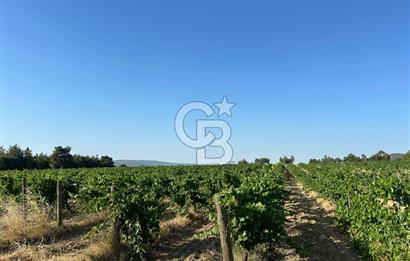 ÇANAKKALE ECEABAT İSMETPAŞA'DA 26 DÖNÜM SATILIK ÜZÜM BAĞI