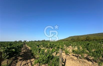 ÇANAKKALE ECEABAT İSMETPAŞA'DA 26 DÖNÜM SATILIK ÜZÜM BAĞI