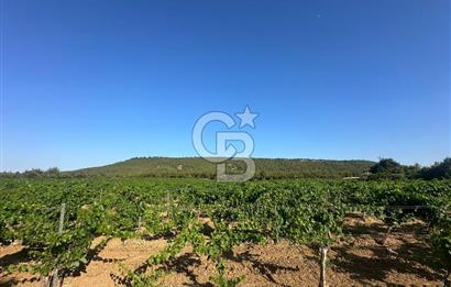 ÇANAKKALE ECEABAT İSMETPAŞA'DA 26 DÖNÜM SATILIK ÜZÜM BAĞI