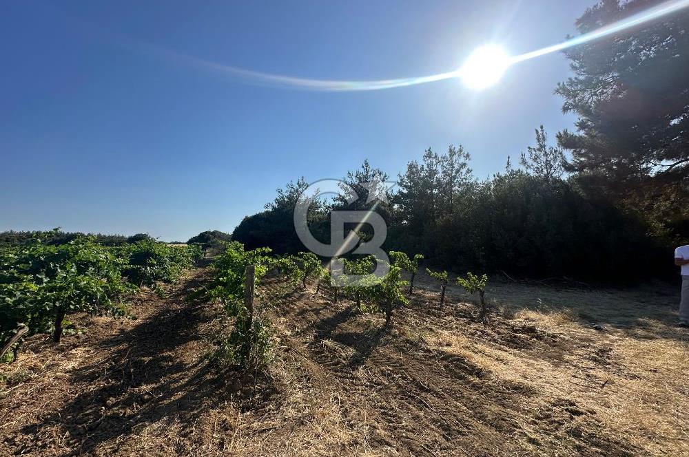 ÇANAKKALE ECEABAT İSMETPAŞA'DA 26 DÖNÜM SATILIK ÜZÜM BAĞI