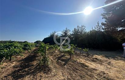 ÇANAKKALE ECEABAT İSMETPAŞA'DA 26 DÖNÜM SATILIK ÜZÜM BAĞI