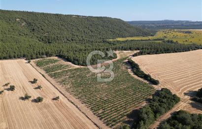 ÇANAKKALE ECEABAT İSMETPAŞA'DA 26 DÖNÜM SATILIK ÜZÜM BAĞI