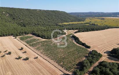 ÇANAKKALE ECEABAT İSMETPAŞA'DA 26 DÖNÜM SATILIK ÜZÜM BAĞI