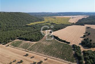 ÇANAKKALE ECEABAT İSMETPAŞA'DA 26 DÖNÜM SATILIK ÜZÜM BAĞI