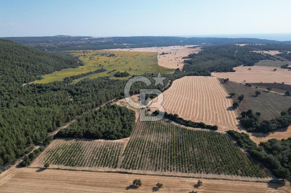 ÇANAKKALE ECEABAT İSMETPAŞA'DA 26 DÖNÜM SATILIK ÜZÜM BAĞI