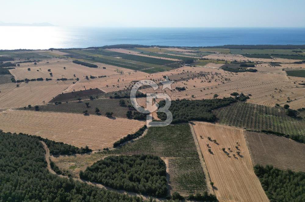 ÇANAKKALE ECEABAT İSMETPAŞA'DA 26 DÖNÜM SATILIK ÜZÜM BAĞI