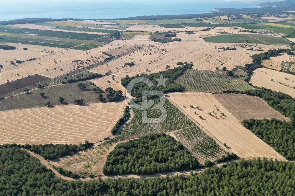 ÇANAKKALE ECEABAT İSMETPAŞA'DA 26 DÖNÜM SATILIK ÜZÜM BAĞI