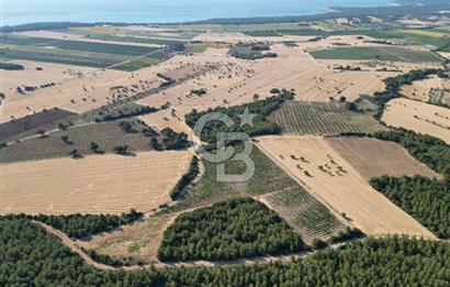 ÇANAKKALE ECEABAT İSMETPAŞA'DA 26 DÖNÜM SATILIK ÜZÜM BAĞI