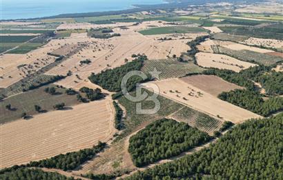 ÇANAKKALE ECEABAT İSMETPAŞA'DA 26 DÖNÜM SATILIK ÜZÜM BAĞI