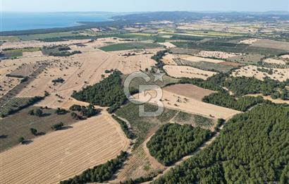 ÇANAKKALE ECEABAT İSMETPAŞA'DA 26 DÖNÜM SATILIK ÜZÜM BAĞI