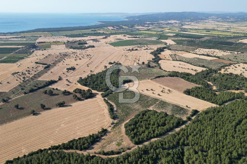 ÇANAKKALE ECEABAT İSMETPAŞA'DA 26 DÖNÜM SATILIK ÜZÜM BAĞI