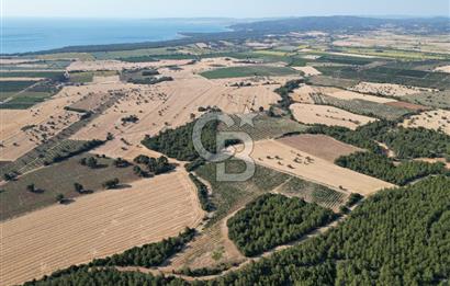 ÇANAKKALE ECEABAT İSMETPAŞA'DA 26 DÖNÜM SATILIK ÜZÜM BAĞI