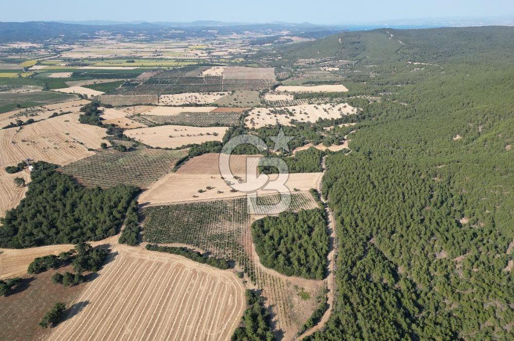 ÇANAKKALE ECEABAT İSMETPAŞA'DA 26 DÖNÜM SATILIK ÜZÜM BAĞI