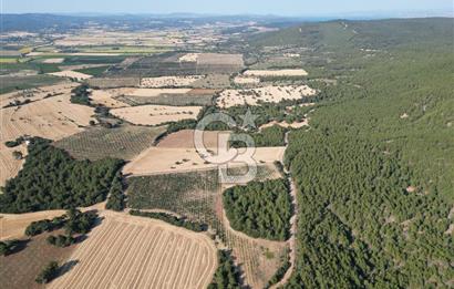 ÇANAKKALE ECEABAT İSMETPAŞA'DA 26 DÖNÜM SATILIK ÜZÜM BAĞI