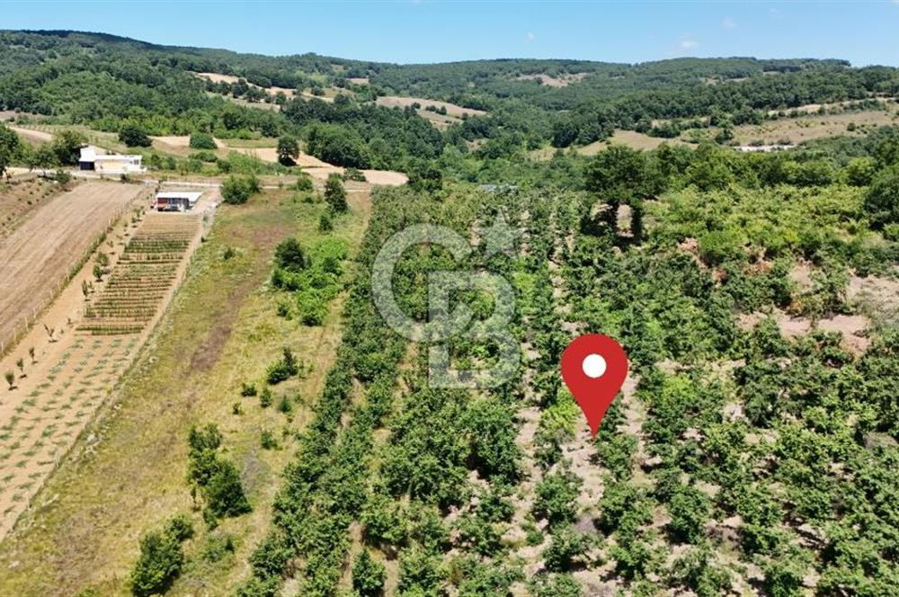 CB TAN-KOCAELİ/İZMİT/ŞAHİNLER FINDIKLIK YERLEŞİM DİBİNDE ASFALT YOLLU 12923M2 SATILIK ARSA
