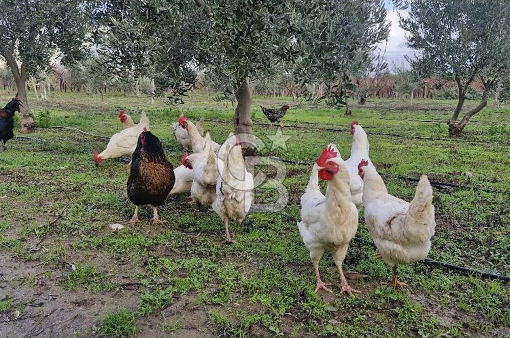 İZMİR AŞAĞIKIZILCADA 3550M2 İÇİNDE MÜSTAKİL EV