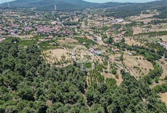 Bayındır Çınardibi satılık kiraz bahçesi 
