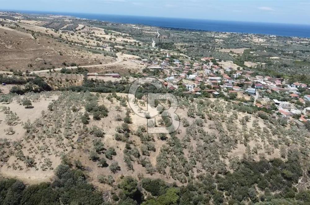 ÇANAKKALE AYVACIK KÖSEDERE KÖYÜ'NDE DENİZ MANZARALI ZEYTİNLİK