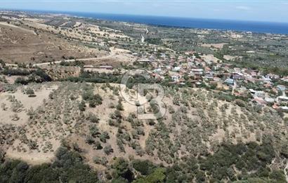 ÇANAKKALE AYVACIK KÖSEDERE KÖYÜ'NDE DENİZ MANZARALI ZEYTİNLİK