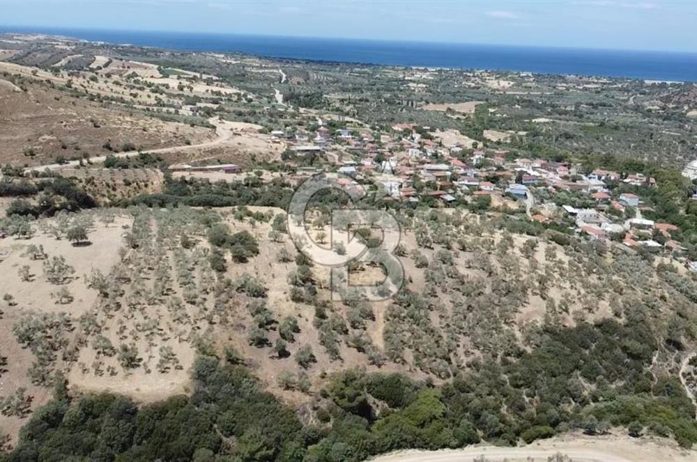 ÇANAKKALE AYVACIK KÖSEDERE KÖYÜ'NDE DENİZ MANZARALI ZEYTİNLİK