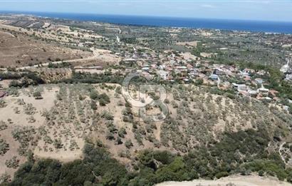 ÇANAKKALE AYVACIK KÖSEDERE KÖYÜ'NDE DENİZ MANZARALI ZEYTİNLİK