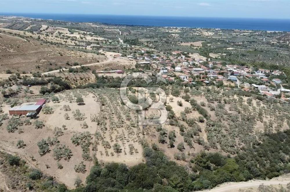 ÇANAKKALE AYVACIK KÖSEDERE KÖYÜ'NDE DENİZ MANZARALI ZEYTİNLİK