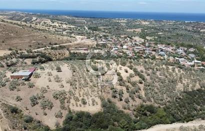 ÇANAKKALE AYVACIK KÖSEDERE KÖYÜ'NDE DENİZ MANZARALI ZEYTİNLİK
